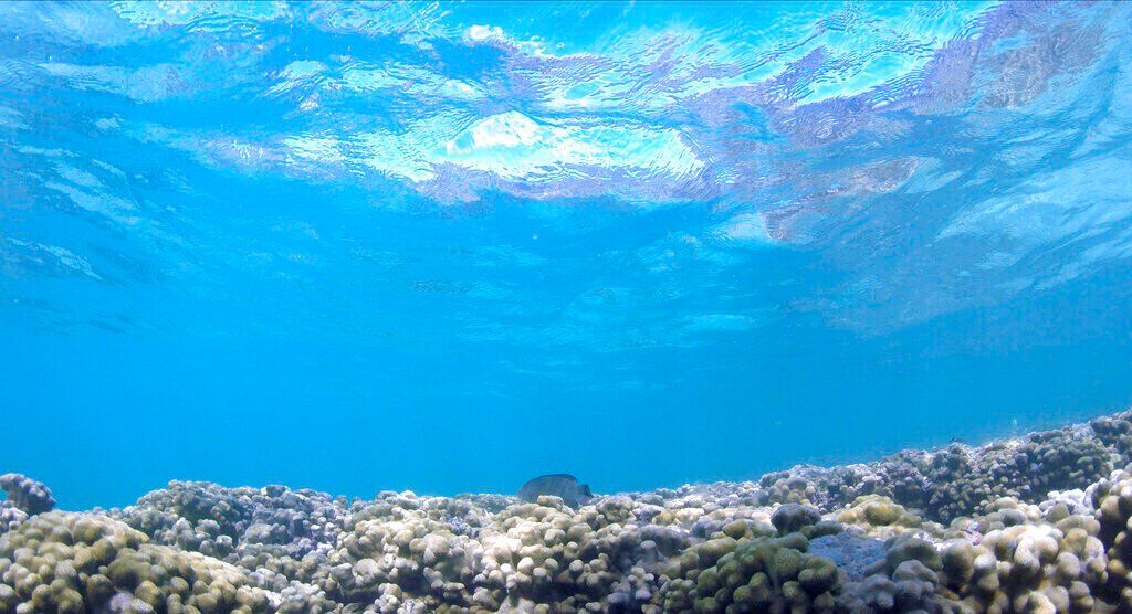 Climate-Super Coral Evolution